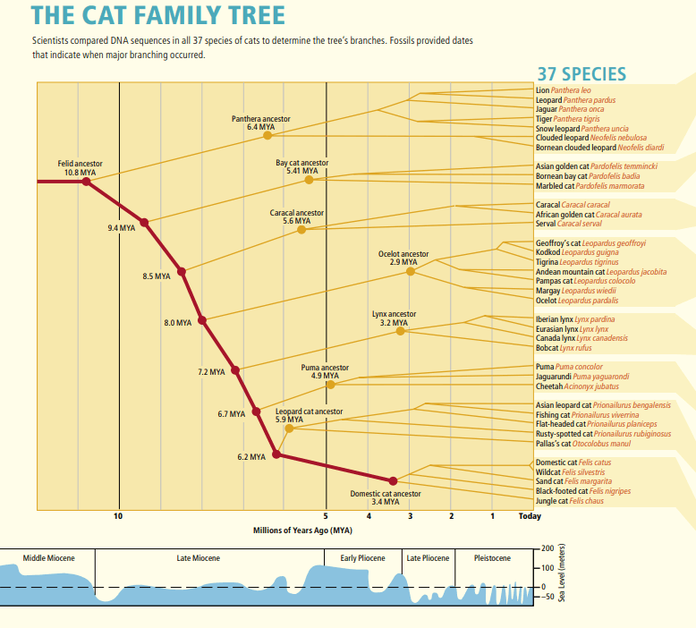 The cat family tree