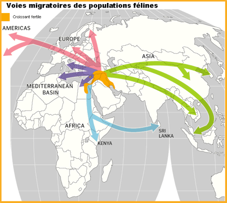 Voies migratoires des populations félines_cooncept.fr