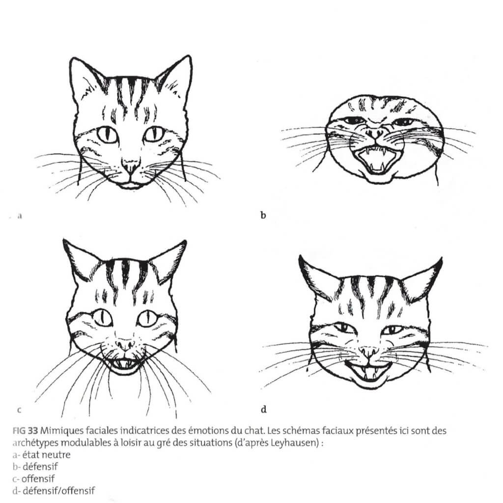 mimiques faciales chat stress