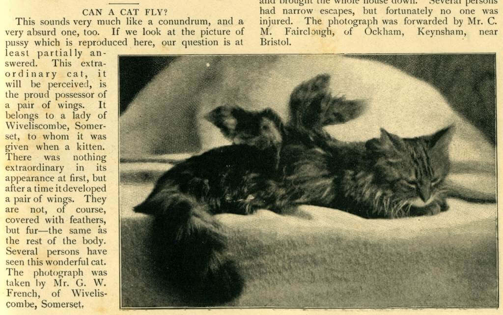 Chat ailé de Somerset, Strange Magazine, 1899