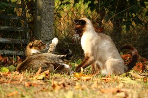Lire la suite à propos de l’article Les « signaux d&rsquo;apaisement » ou signes de stress chez le chat