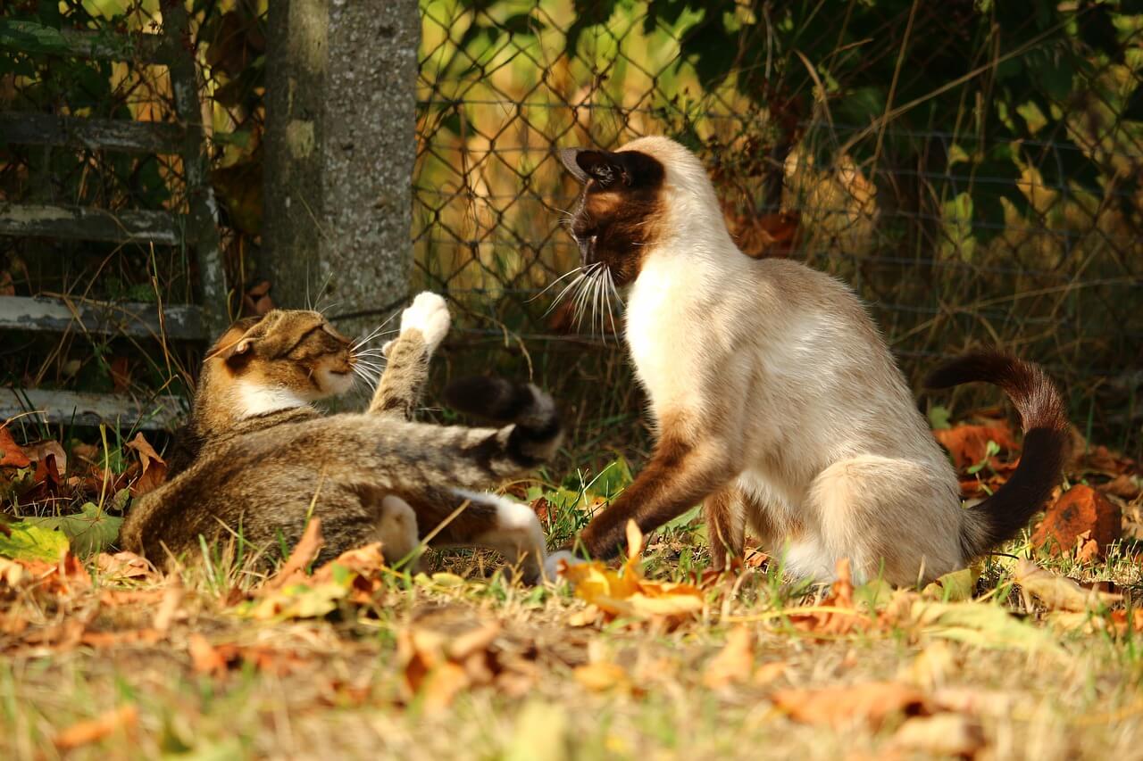 You are currently viewing Les « signaux d&rsquo;apaisement » ou signes de stress chez le chat
