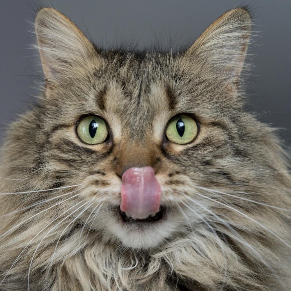 chat boulimique