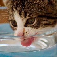 chat qui boit